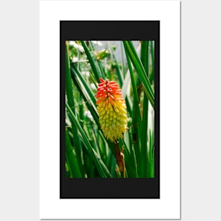 Red Hot Poker Flower Posters and Art